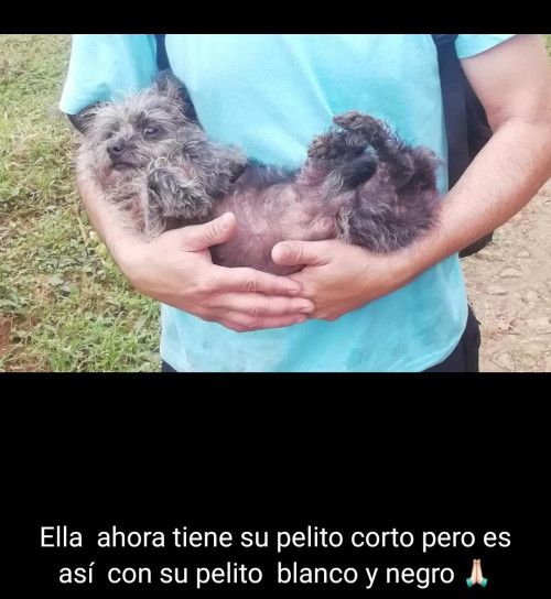 Estrella