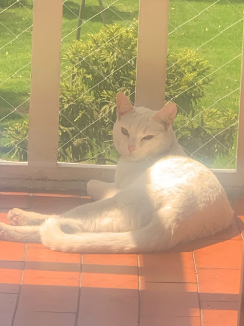 Paquita