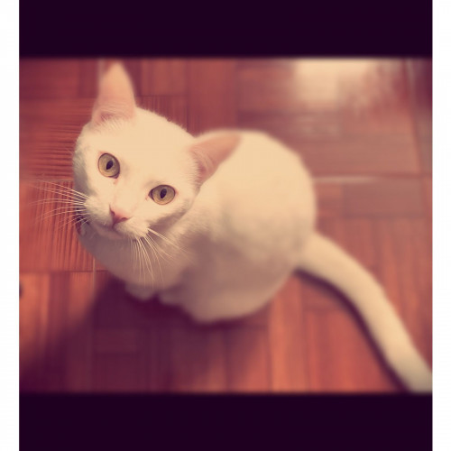 Paquita