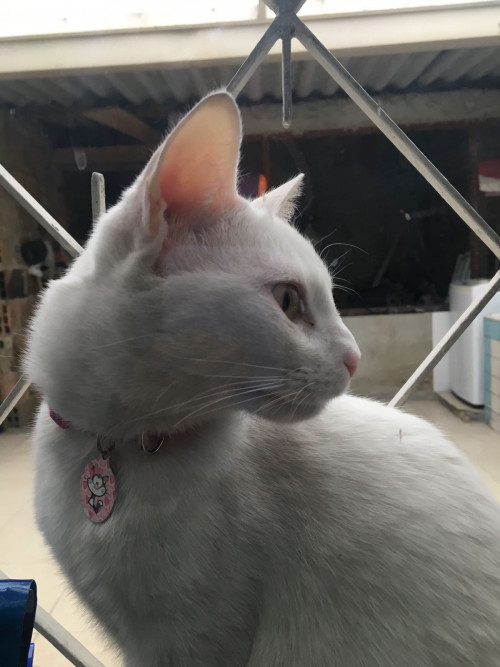 Paquita