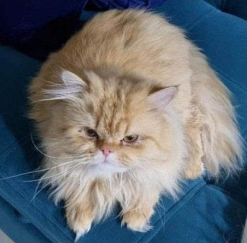 Garfield