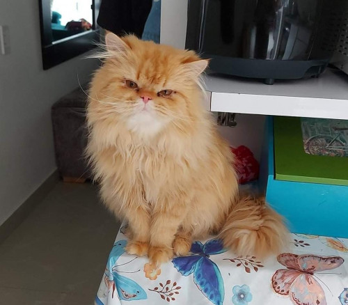 Garfield