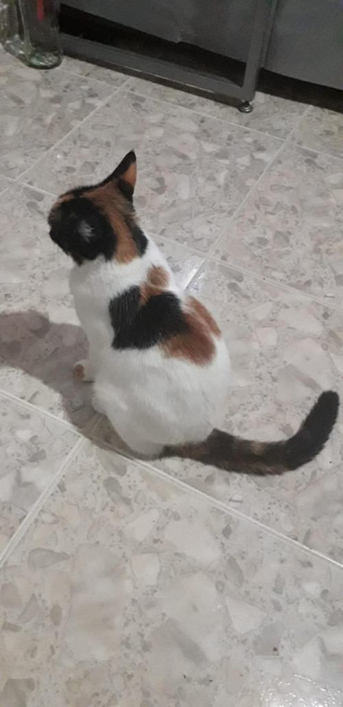 Minina