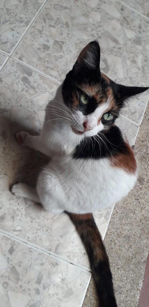 Minina