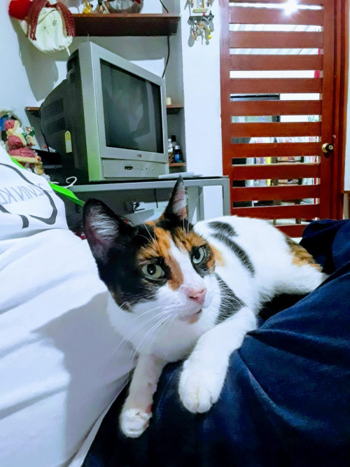 Minina