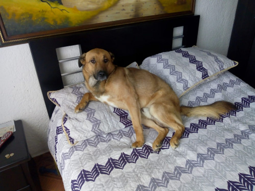 Rocco