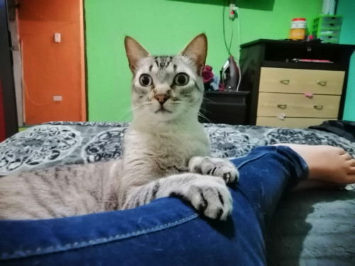 Chiky