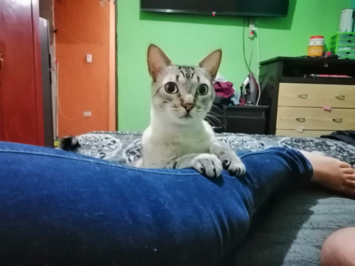 Chiky