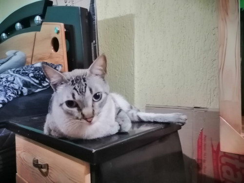 Chiky