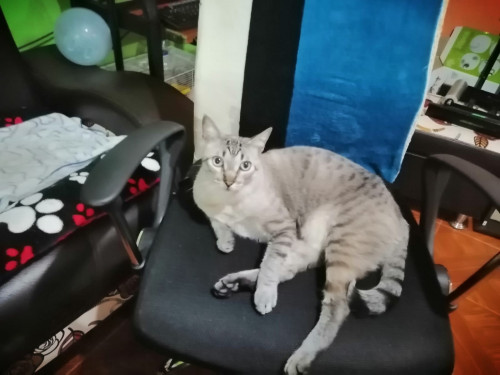 Chiky