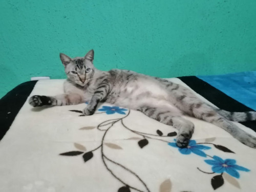 Chiky