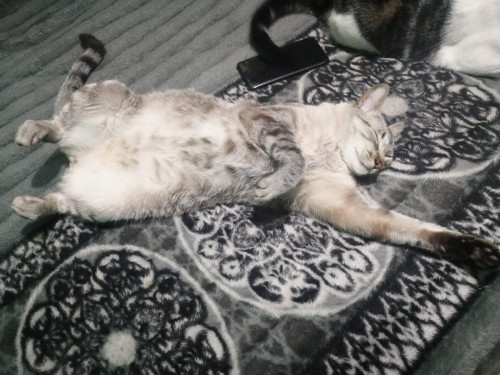Chiky