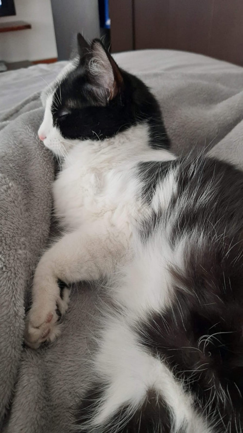 Feli