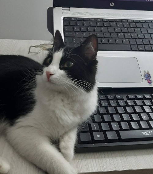 Feli