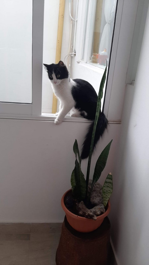 Feli