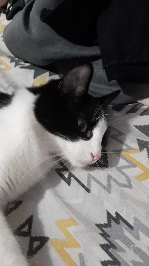 Feli