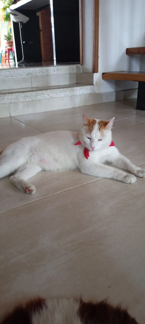 Rafael