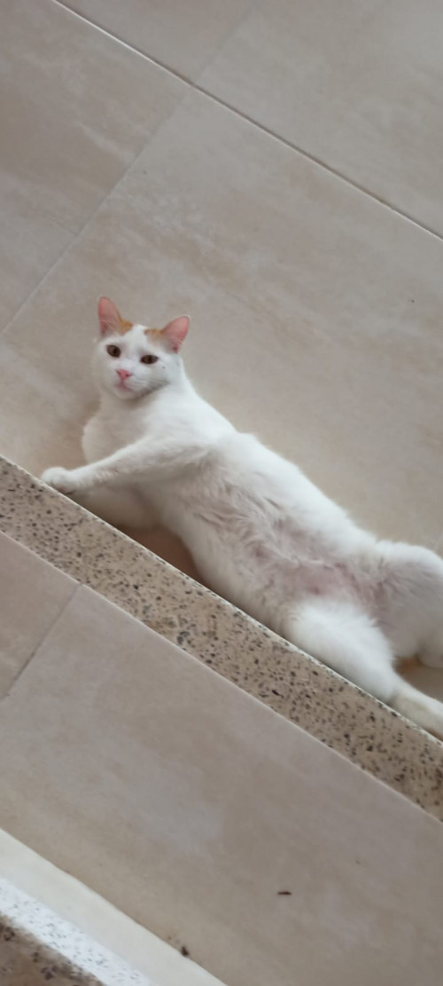 Rafael