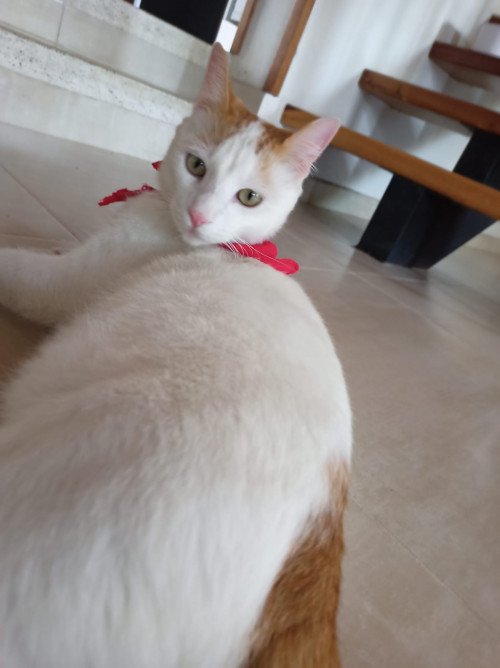 Rafael