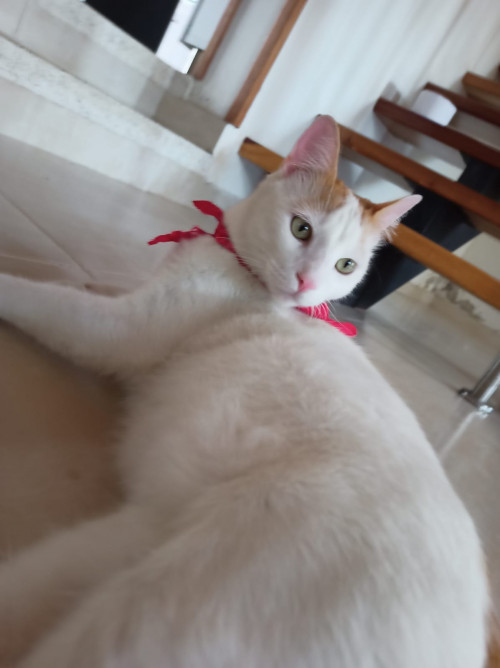 Rafael