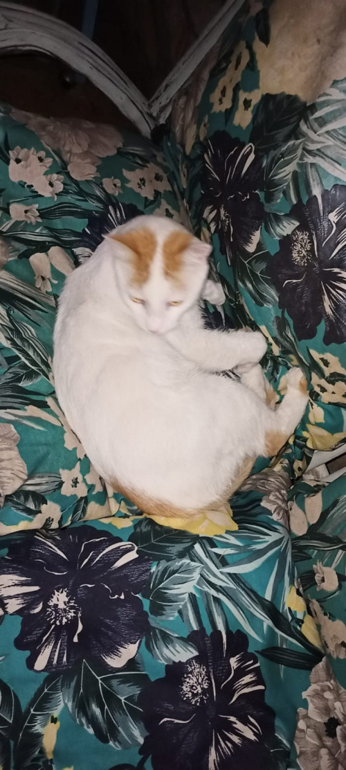 Rafael