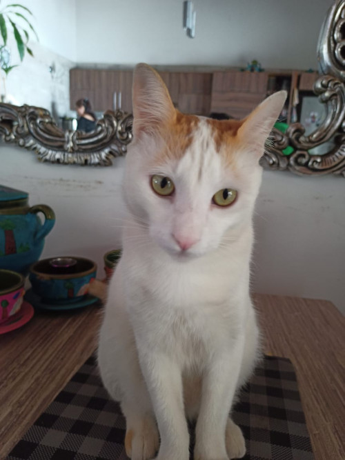 Rafael