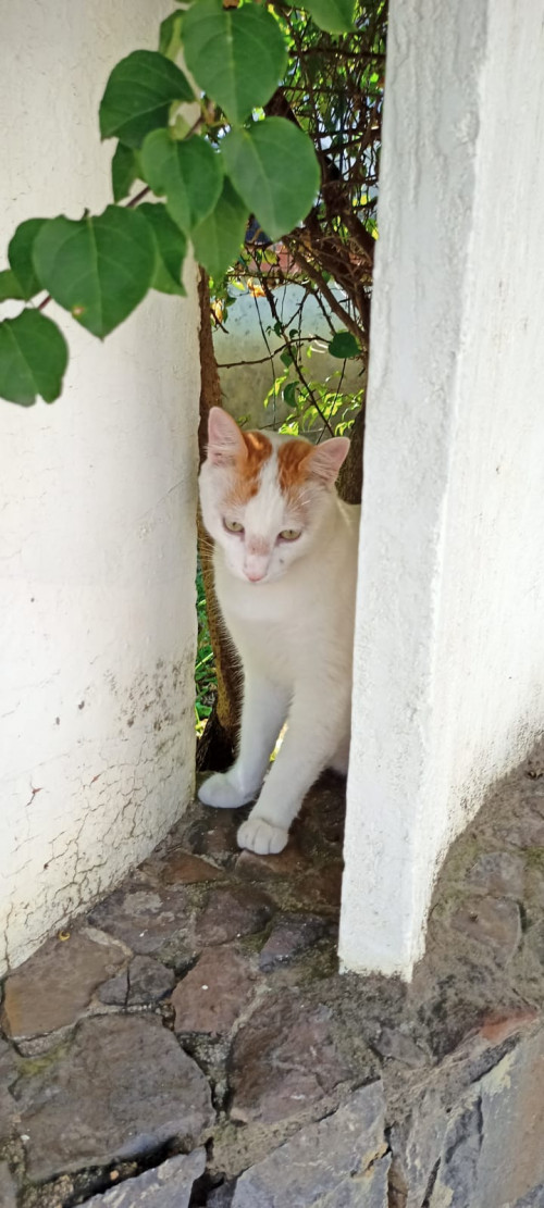 Rafael