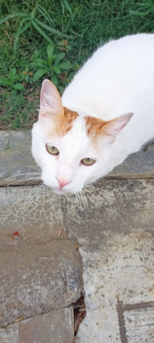 Rafael