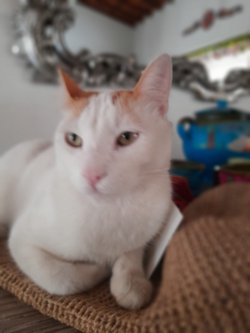 Rafael