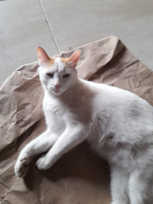 Rafael