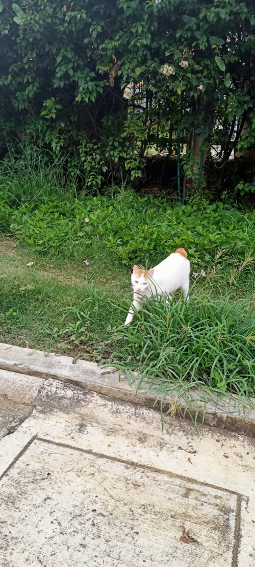 Rafael