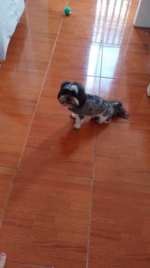 Toby