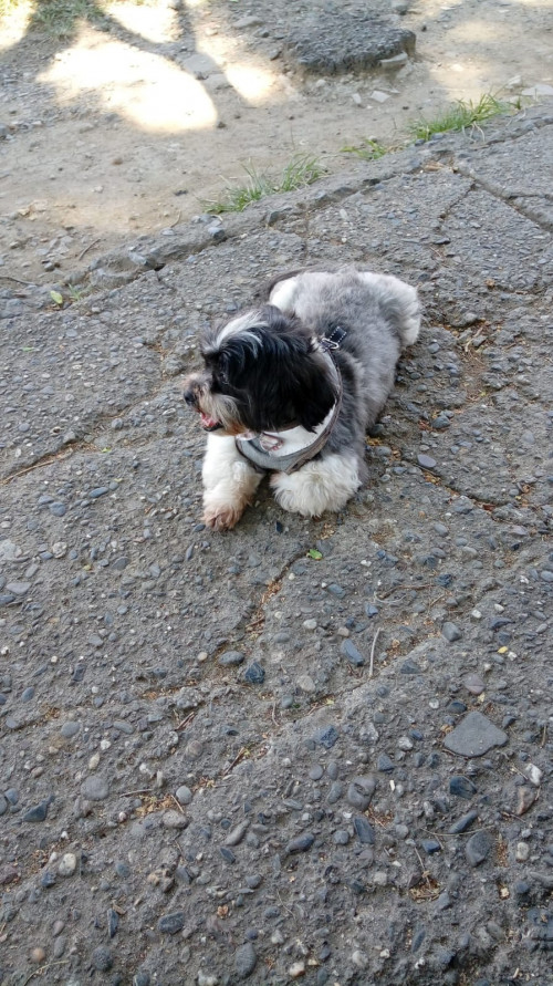 Toby