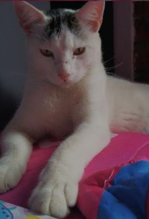 Amy