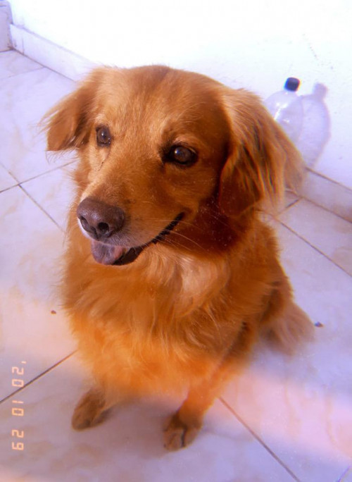 Lucas