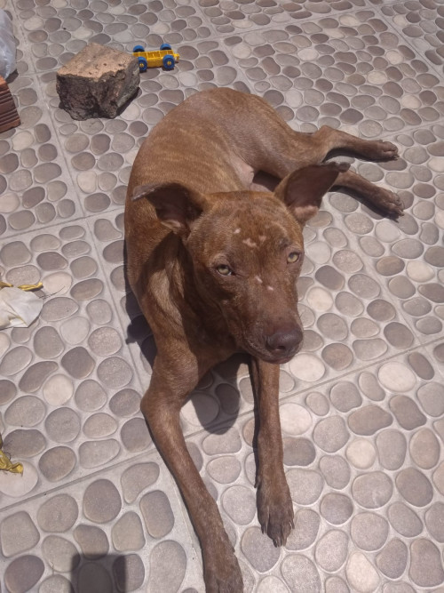 Laila