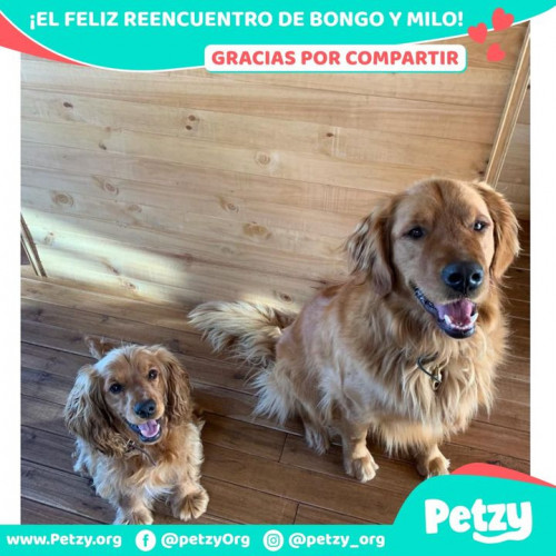 Foto de mascota Bongo Y Milo