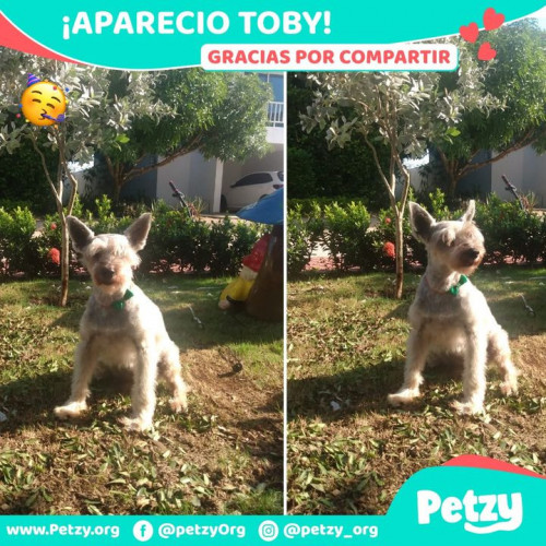 Foto de mascota Toby