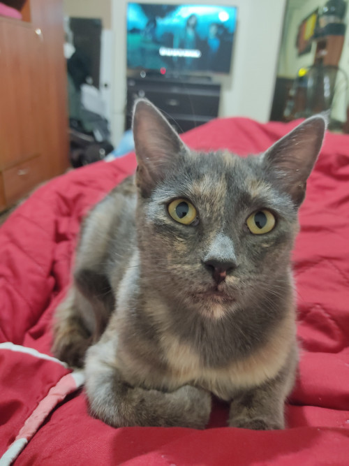 Jade