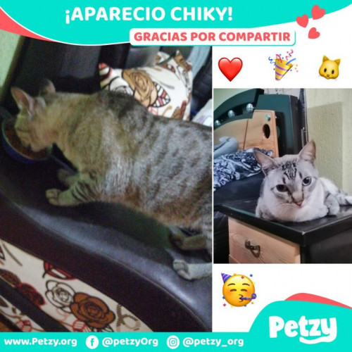Foto de mascota Chiky