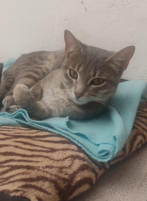 Nala