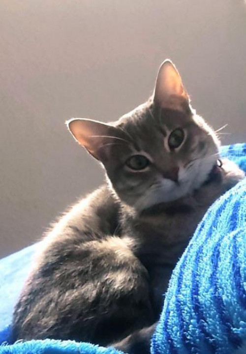 Nala