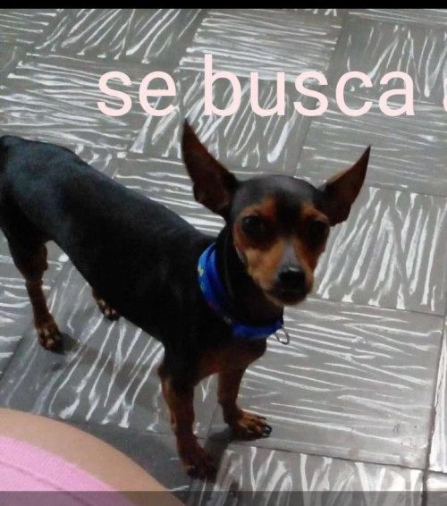 Manolo