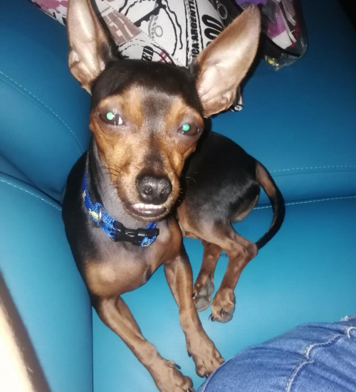 Manolo