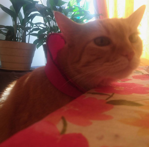 Rodolfo (o Gatito)