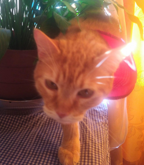 Rodolfo (o Gatito)