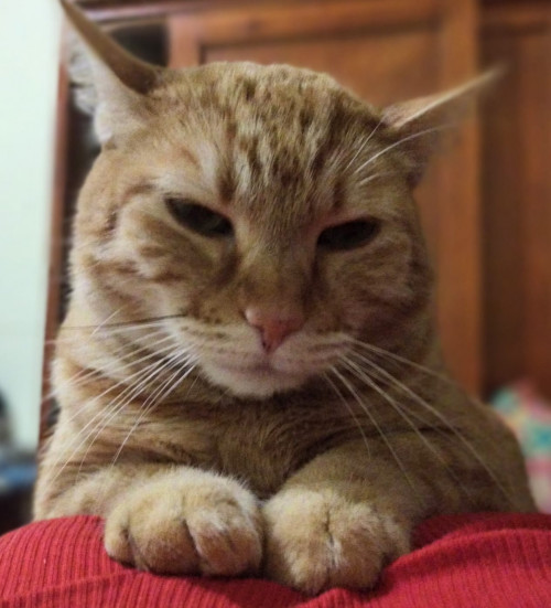 Rodolfo (o Gatito)