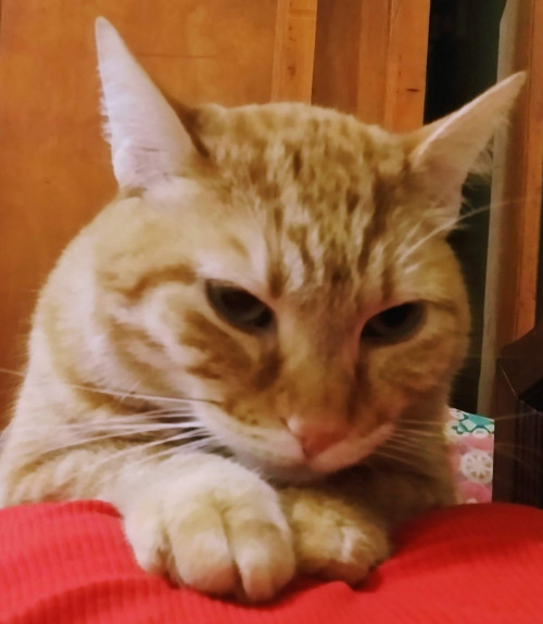 Rodolfo (o Gatito)