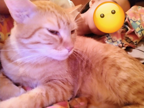 Rodolfo (o Gatito)