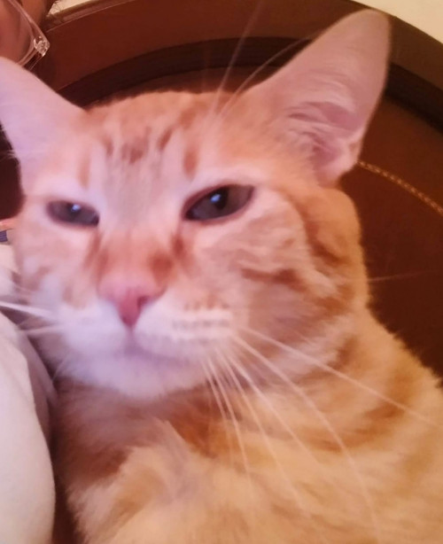 Rodolfo (o Gatito)